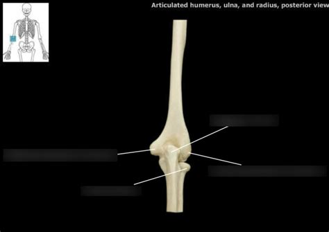 humerus, ulna, and radius Diagram | Quizlet