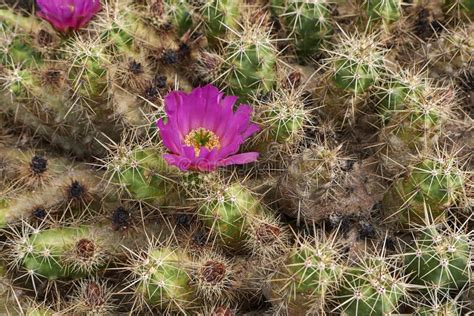 Flor Cor de rosa E Ramo Espinhoso Do Pentalophus do Echinocereus De Â