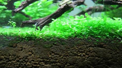 How To Grow Monte Carlo Out Of Aquarium A Comprehensive Guide