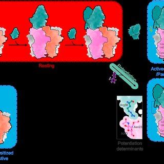 Hypothetical Model For The Allosteric Mechanism Mediating The