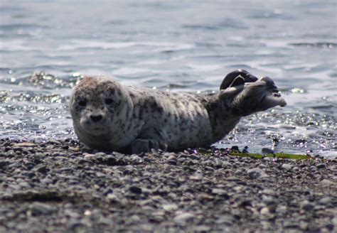 Harbor Seal - San Juan Island National Historical Park (U.S. National Park Service)