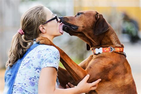 Pueden Los Humanos Contraer Sepsis De Los Perros