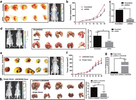 Linc00346 Promotes Gc Cell Growth And Migration In Vivo A Download Scientific Diagram