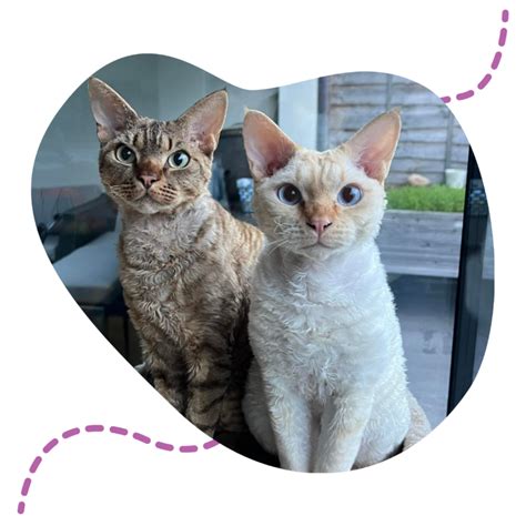 rex cat association  felines