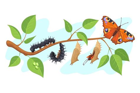 Lepidoptera Metamorphosis Caterpillar To Butterfly Developm