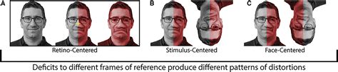 Face Specific Perceptual Distortions Reveal A View And Orientation