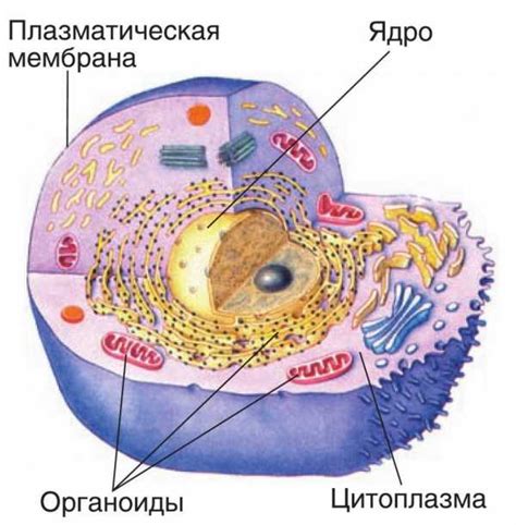 Клетка живая рисунок – Cтроение растительной клетки — рисунок с ...