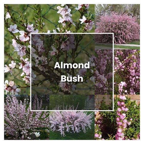 How To Grow Almond Bush Plant Care Tips NorwichGardener