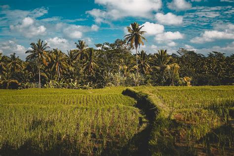 Hd Wallpaper Green Grass Field Near Coconut Trees Under Blue And White