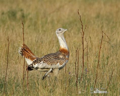 Great Bustard Photos, Great Bustard Images, Nature Wildlife Pictures