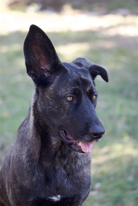 Portrait Of Black Dog · Free Stock Photo