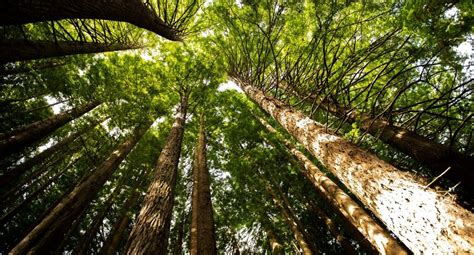 Explore Apollo Bay Attractions: Discover Nature at Apollo Bay