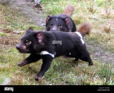 Tasmanian Devil Cranky Hi Res Stock Photography And Images Alamy