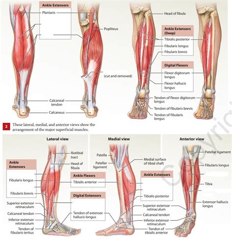 Bio Lab Diagram Leg Muscles Diagram Quizlet