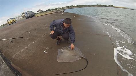 NZ Basic Fishing Happy 2017 Piper Kahawai Stingray YouTube