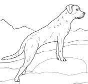 Coloriage Golden Retriever Coloriages Imprimer Gratuits