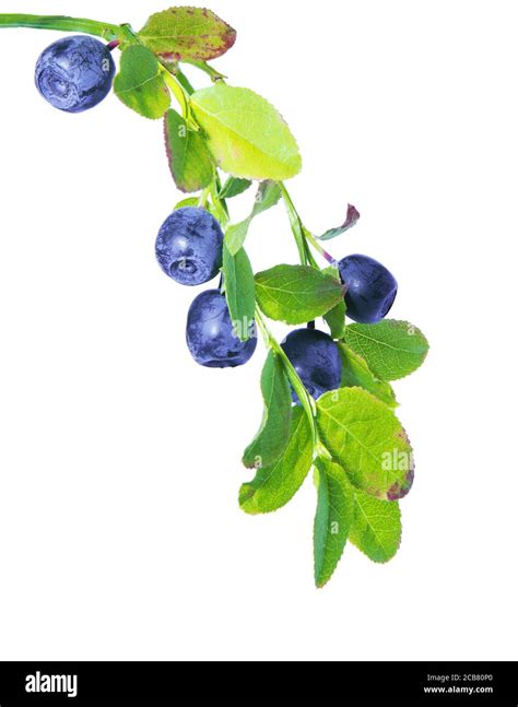 Blueberry Isolated Wild Blueberries Branch Isolated On White