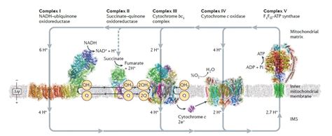 Diagnosis And Discussion Case 1064 Department Of Pathology