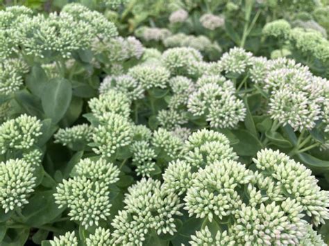 Sedum Autumn Joy Vinland Valley Nursery