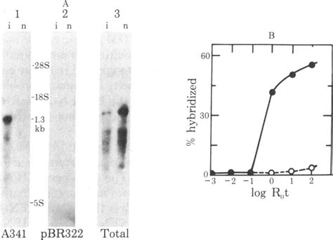 Hybridization Of Hu Ifn B2 Cdna To Mrna From Induced And Noninduced