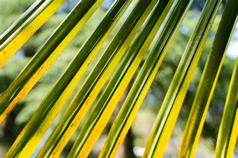 Banana Leaf Backlight Plant Spring Background Banana Banana Tree