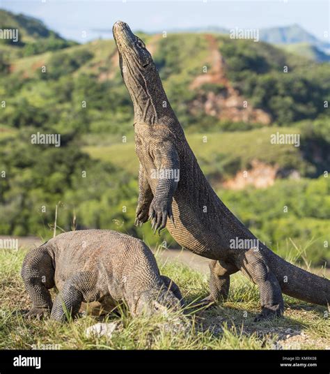 Komodo Dragon Hunting Stock Photos & Komodo Dragon Hunting Stock Images ...