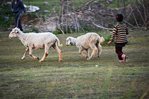 Le Mouton Agneau Animaux Photo Gratuite Sur Pixabay Pixabay