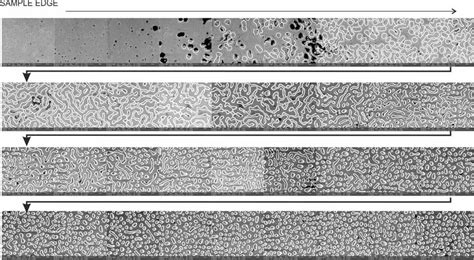 Fig S Scanning Electron Micro Graphs Sem Displaying The