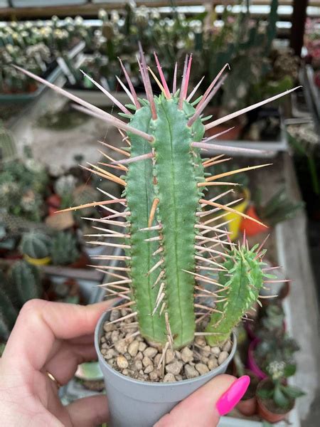 Euphorbia Ferox Succulents Euphorbia Kaktusy Sukulenty I Inne