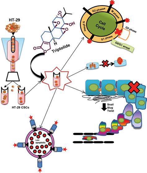 Triptolide Inhibits Cd133cd44 Colon Cancer Stem Cell Growth And