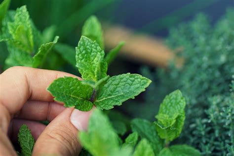 What To Know About Mint And Other Highly Invasive Plants In Your Garden