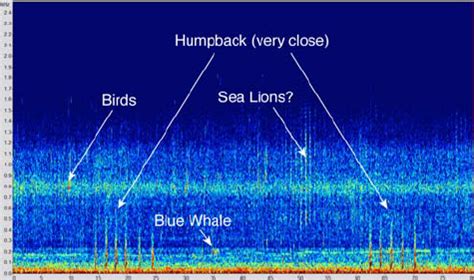 Marine animal sounds from MB06 | Download Scientific Diagram