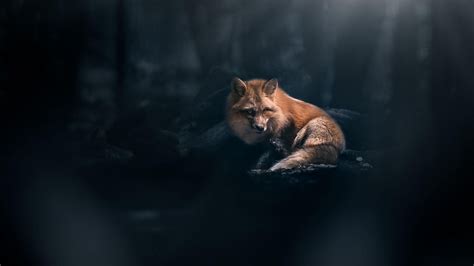 Fox Black Wallpapers - Wallpaper Cave