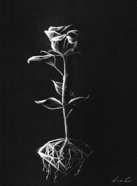 White Rose Sketch The Rose Are Growing From A Diamond Blackpaper