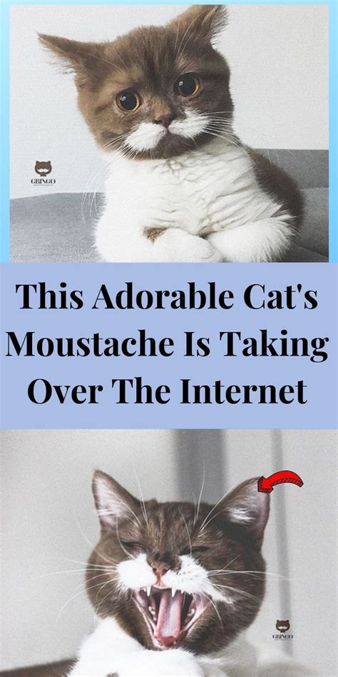 This Adorable Cat S Moustache Is Taking Over The Internet Artofit