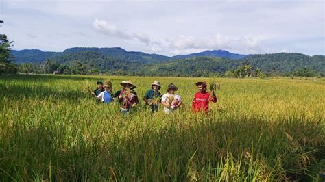 Gandeng Petani Lingkar Tambang Vale Budidayakan Padi Organik Dan Ramah