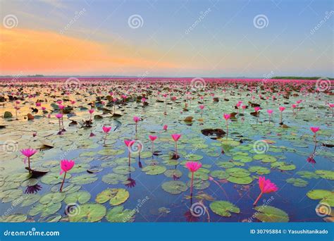 Lotus Flower Field Stock Photo Image Of Pond Season 30795884