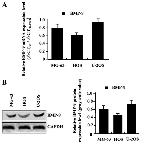 Adenovirus Mediated Overexpression Of BMP 9 Inhibits Human Osteosarcoma