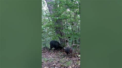 Ozark Wild Hogs Trail Camera Youtube