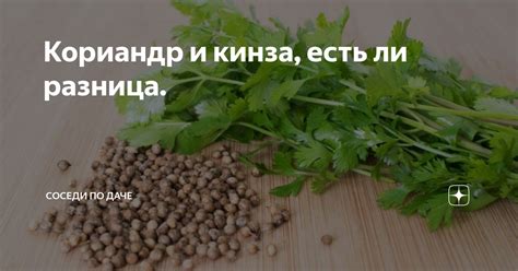 Кориандр и кинза, есть ли разница. | Соседи по даче | Дзен