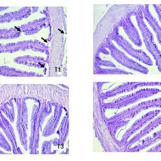 Photomicrographs Of Transverse He Stained Sections Of The Foregut Of