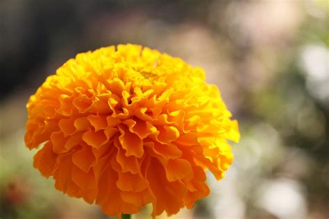 How To Grow Marigolds From Seed And 5 Reasons We Love Them Sow Right