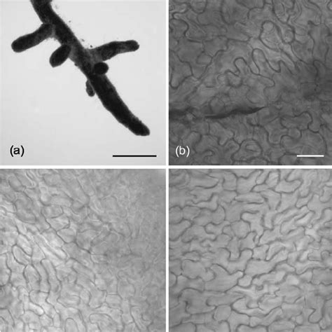 Morphological Characters Of Tuber Melanosporum T Indicum And T