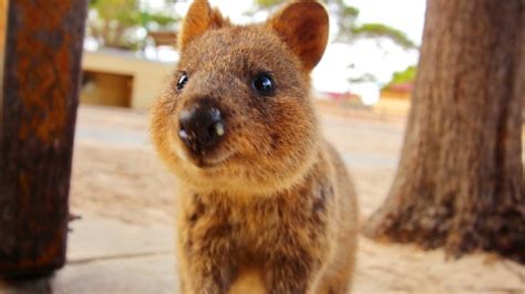 13 Things You Didn’t Know About The Quokkas Of Rottnest Island Au