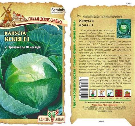 Капуста Коля – описание сорта, фото, отзывы