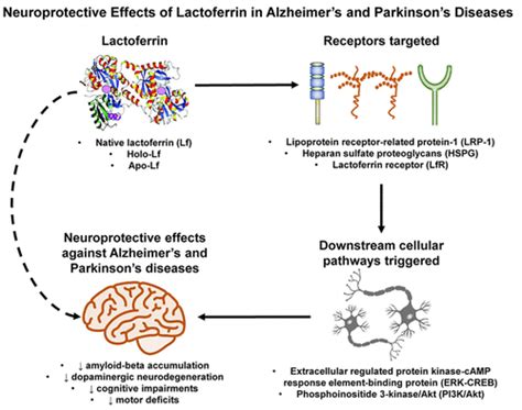 Neuroprotective Effects Of Lactoferrin In Alzheimers And Parkinsons