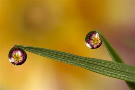 Primrose Dewdrop Refraction Primrose Flower Refracted In D Flickr