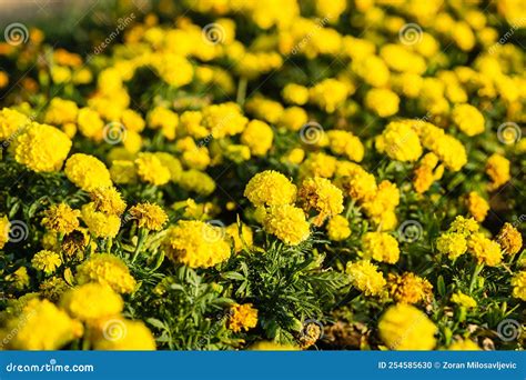 Marigold flower in garden stock photo. Image of flower - 254585630