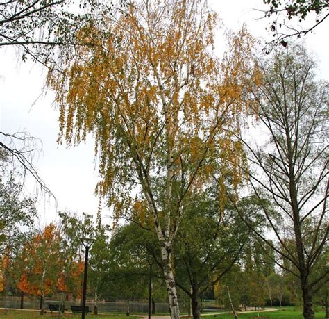 Betula Pendula Gardensonline