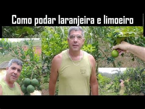 Como Podar P De Lim O Laranja Pokan Mexirica E Tangerina Aprenda